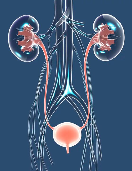 Illustration d'une santé masculine saine